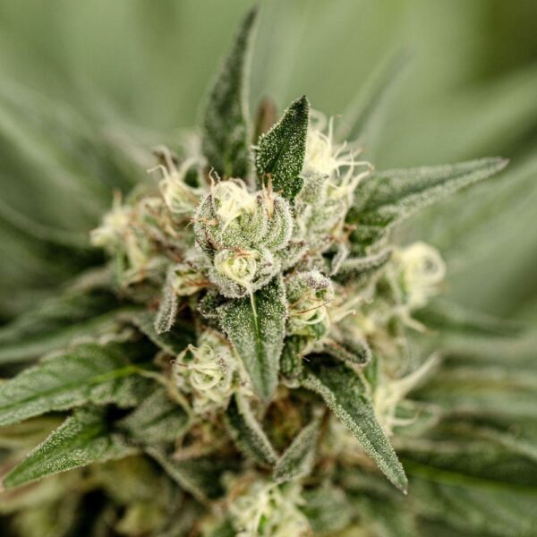 Fleurs de CBD Goat Butter, culture bio Light Dep par les Plantes de Tomine zoom plantes trichomes, cannabinoïdes et terpènes