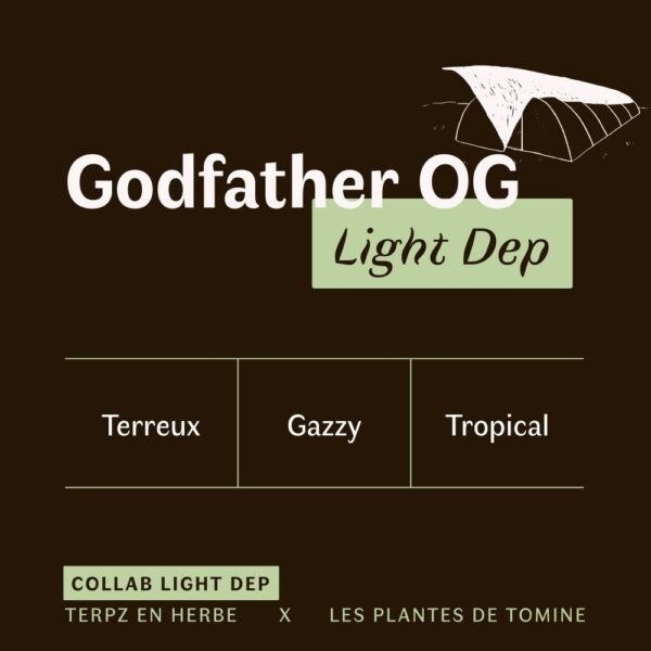 Fleurs CBD Godfather OG quel goût ? Culture Light Dep par Les Plantes de Tomine