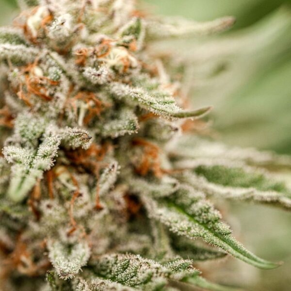 Fleurs de CBD Godfather OG, culture bio Light Dep par les Plantes de Tomine zoom plantes trichomes, cannabinoïdes et terpènes