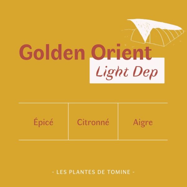 Fleurs CBD Golden Orient quel goût ? Culture Light Dep par Les Plantes de Tomine