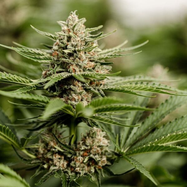 Fleurs de CBD Light Dep Golden Orient, culture bio par les Plantes de Tomine