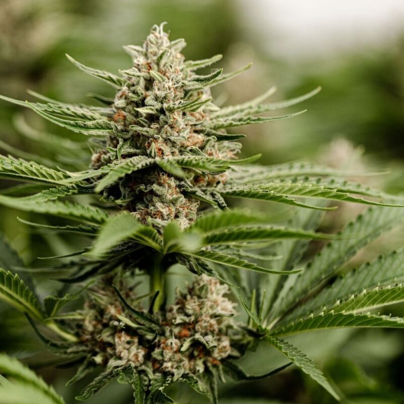 Fleurs de CBD Light Dep Golden Orient, culture bio par les Plantes de Tomine