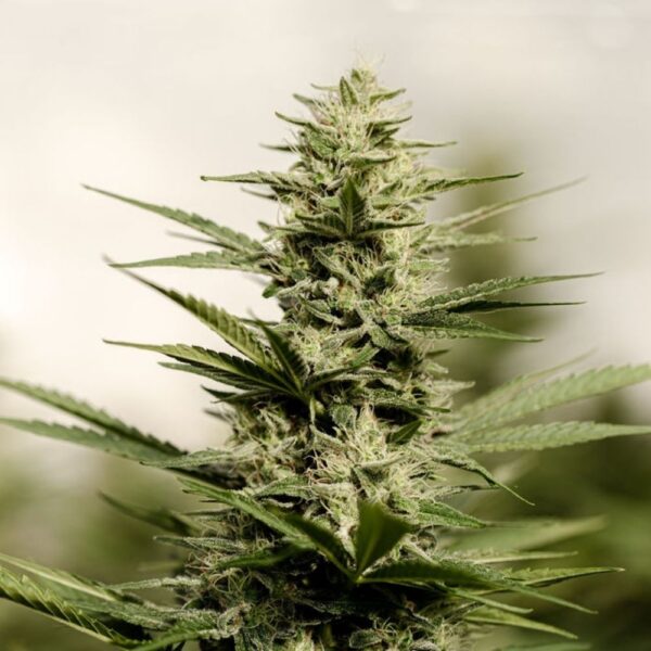 Fleurs de CBD Light Dep Lementos, culture bio par les Plantes de Tomine