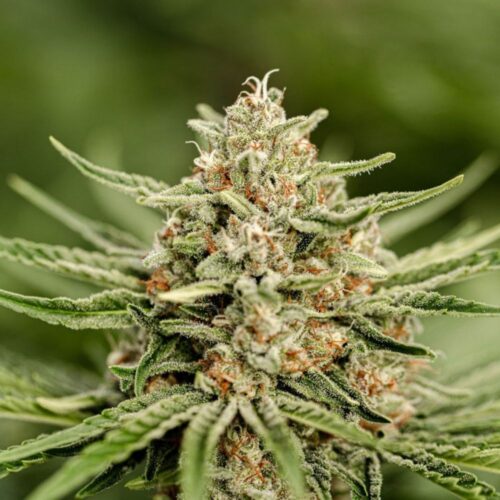 Fleurs de CBD Lementos culture bio Light Dep par les Plantes de Tomine zoom plantes trichomes, cannabinoïdes et terpènes