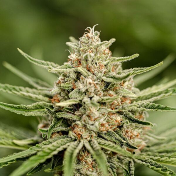 Fleurs de CBD Lementos culture bio Light Dep par les Plantes de Tomine zoom plantes trichomes, cannabinoïdes et terpènes