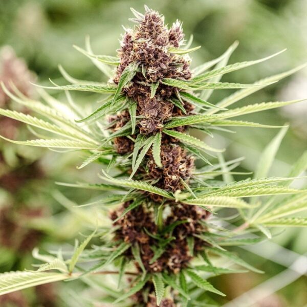 Fleurs de CBD Light Dep Plookies, culture bio par les Plantes de Tomine