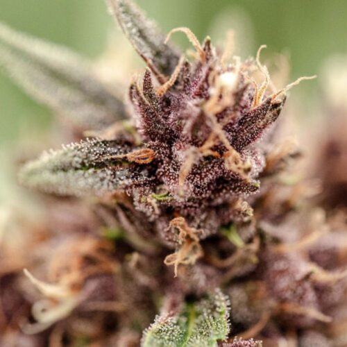 Fleurs de CBD Plookies culture bio Light Dep par les Plantes de Tomine zoom plantes trichomes, cannabinoïdes et terpènes