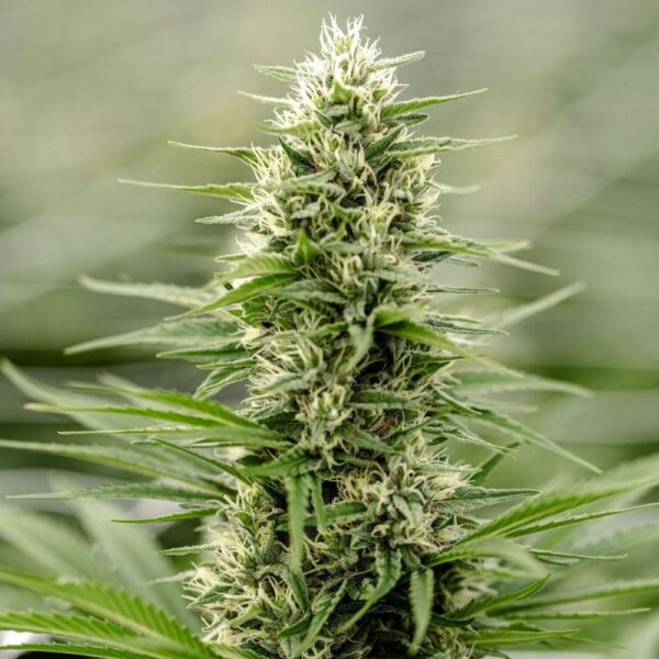 Rocket Sauce CBD Light Dep – Image 2