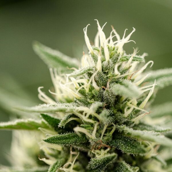 Fleurs de CBD Rocket Sauce culture bio Light Dep par les Plantes de Tomine zoom plantes trichomes, cannabinoïdes et terpènes