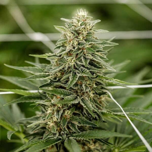 Skunk Jam CBD Light Dep – Image 2