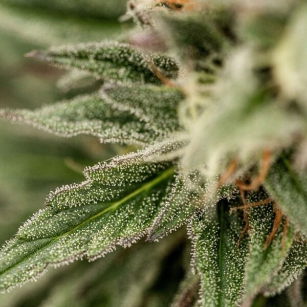 Fleurs de CBD Skunk Jam culture bio Light Dep par les Plantes de Tomine zoom plantes trichomes, cannabinoïdes et terpènes