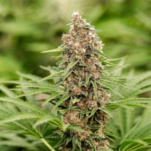 Fleurs de CBD Light Dep Strawberry Doughnut culture bio par les Plantes de Tomine