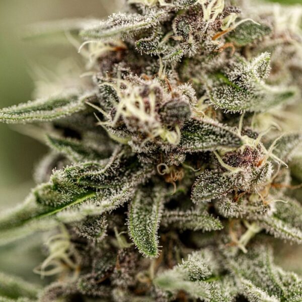 Fleurs de CBD Strawberry Doughnut culture bio Light Dep par les Plantes de Tomine zoom plantes trichomes, cannabinoïdes et terpènes