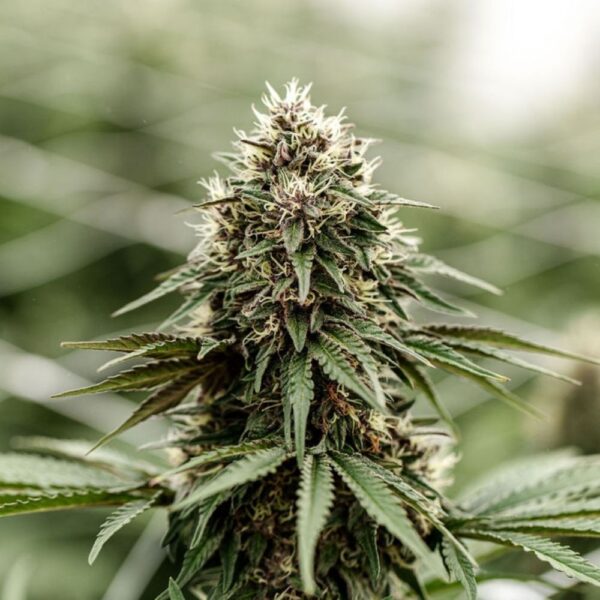 Fleurs de CBD Light Dep Yak Pudding culture bio par les Plantes de Tomine