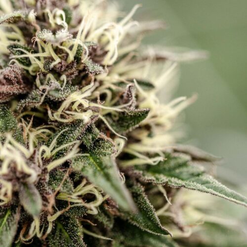 Fleurs de CBD Yak Pudding culture bio Light Dep par les Plantes de Tomine zoom plantes trichomes, cannabinoïdes et terpènes