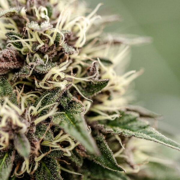 Fleurs de CBD Yak Pudding culture bio Light Dep par les Plantes de Tomine zoom plantes trichomes, cannabinoïdes et terpènes
