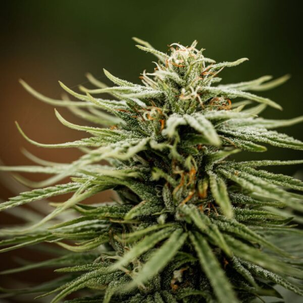 Pineapple CBDV Hash Collab CBD.Maker x Les Plantes de Tomine – Image 5