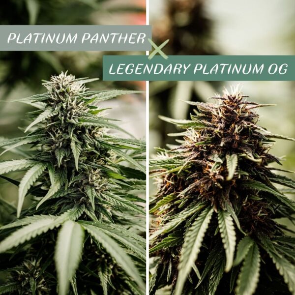 Résine CBD Legendary - CBD Maker x Les Plantes de Tomine – Image 7