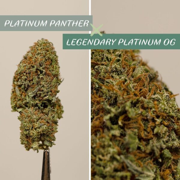 Résine CBD Legendary - CBD Maker x Les Plantes de Tomine – Image 6