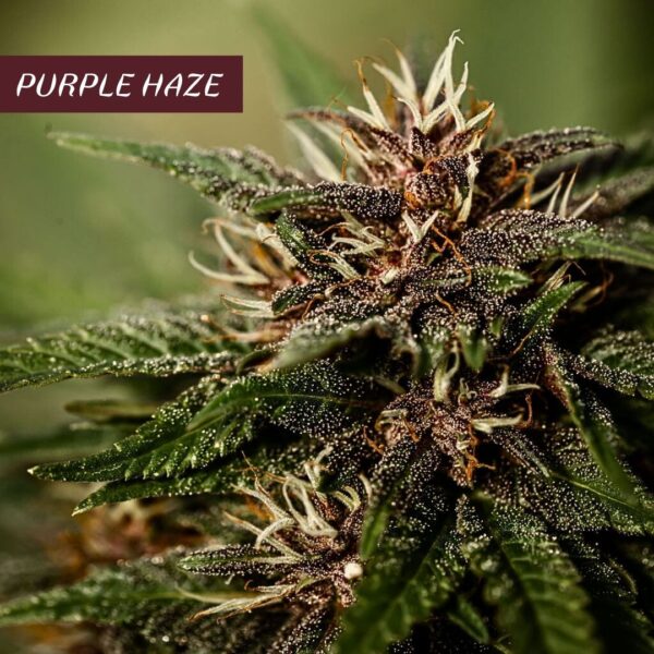 Pure Drysift Purple Haze CBD Collab CBD.Maker x Les Plantes de Tomine – Image 7