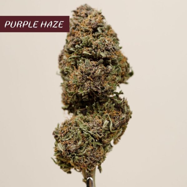 Pure Drysift Purple Haze CBD Collab CBD.Maker x Les Plantes de Tomine – Image 6