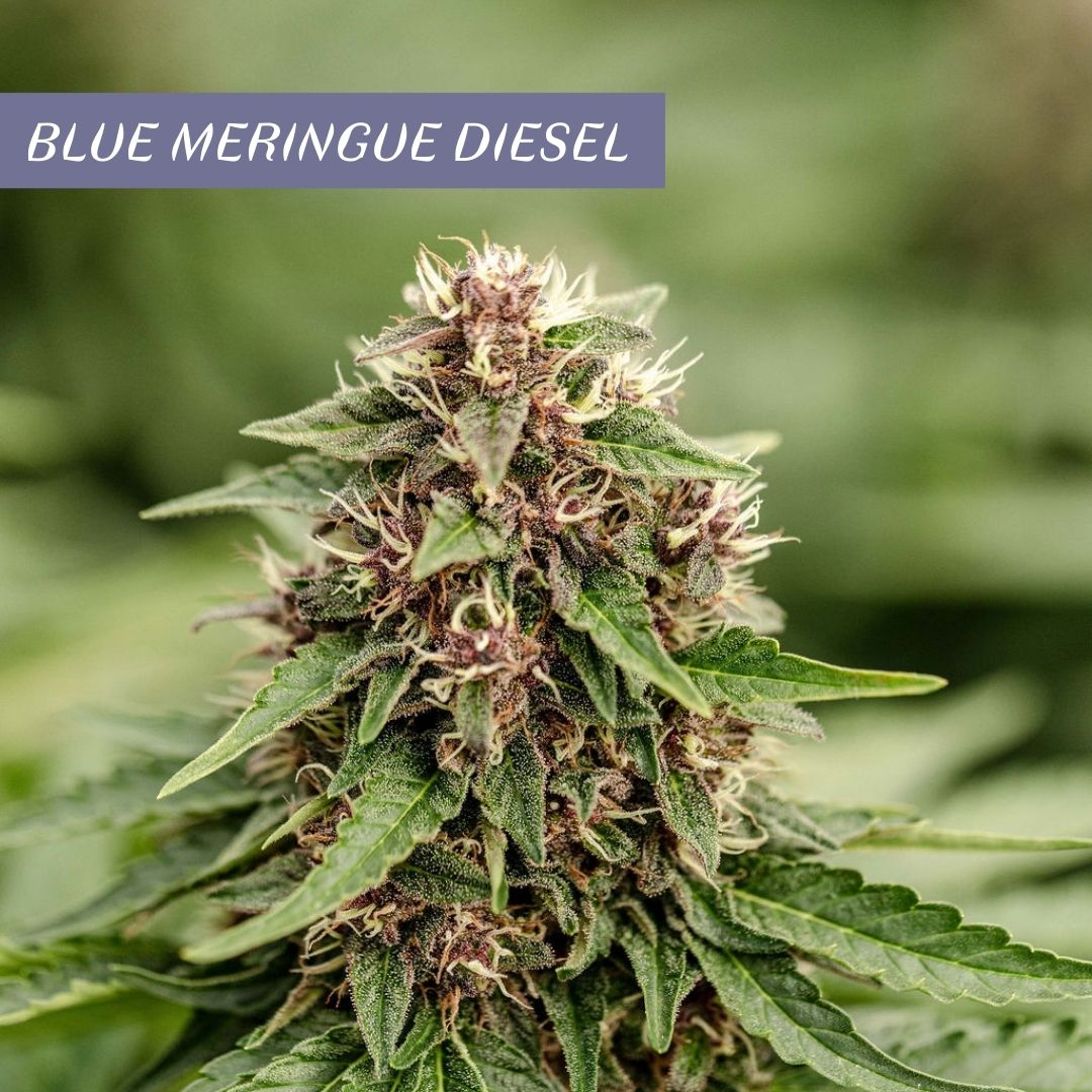 DUO Fleurs et hash CBD Blue Meringue Diesel by CBD Maker – Image 4