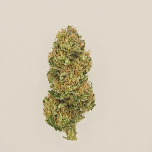 Lemon Candy CBD BIO greenhouse