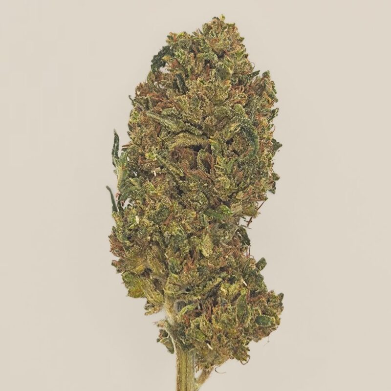 Cheesy CBD Light Dep
