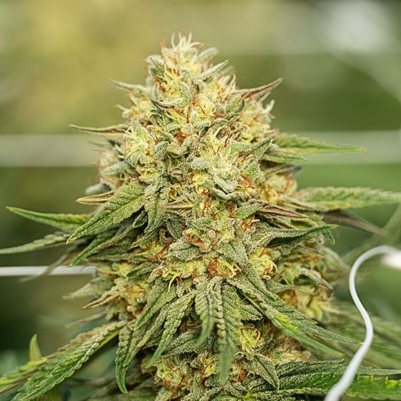 Jack Knife CBD Light Dep