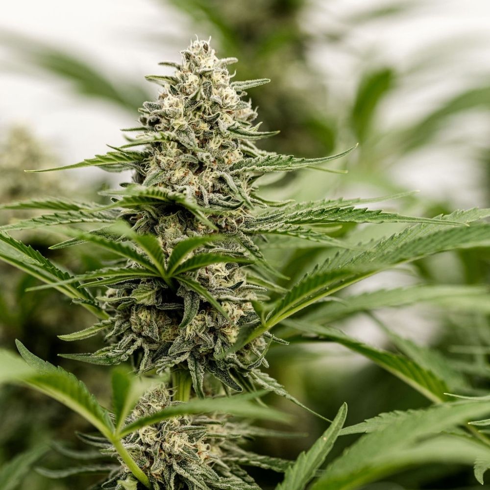 Mazout CBD Light Dep – Image 2