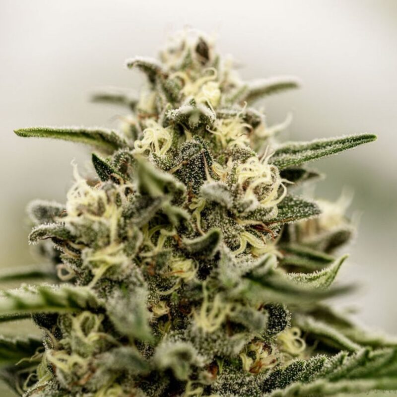 Mazout CBD Light Dep