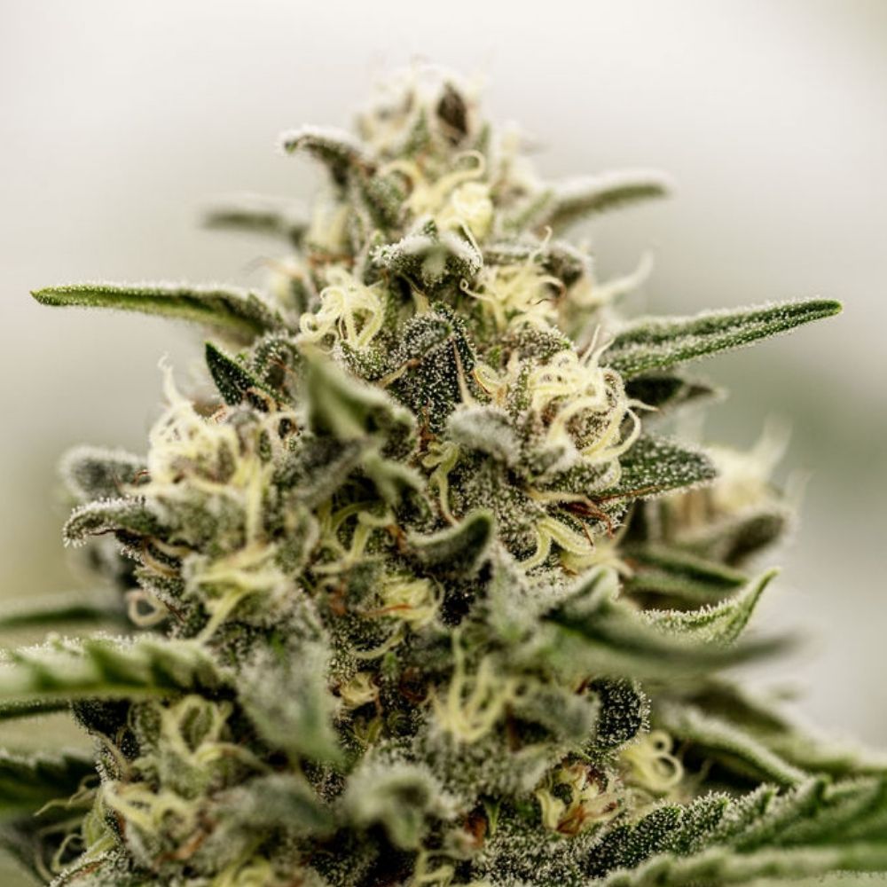 Mazout CBD Light Dep