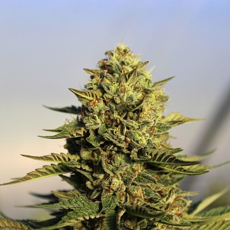 Payton's Strawberry CBD Light Dep