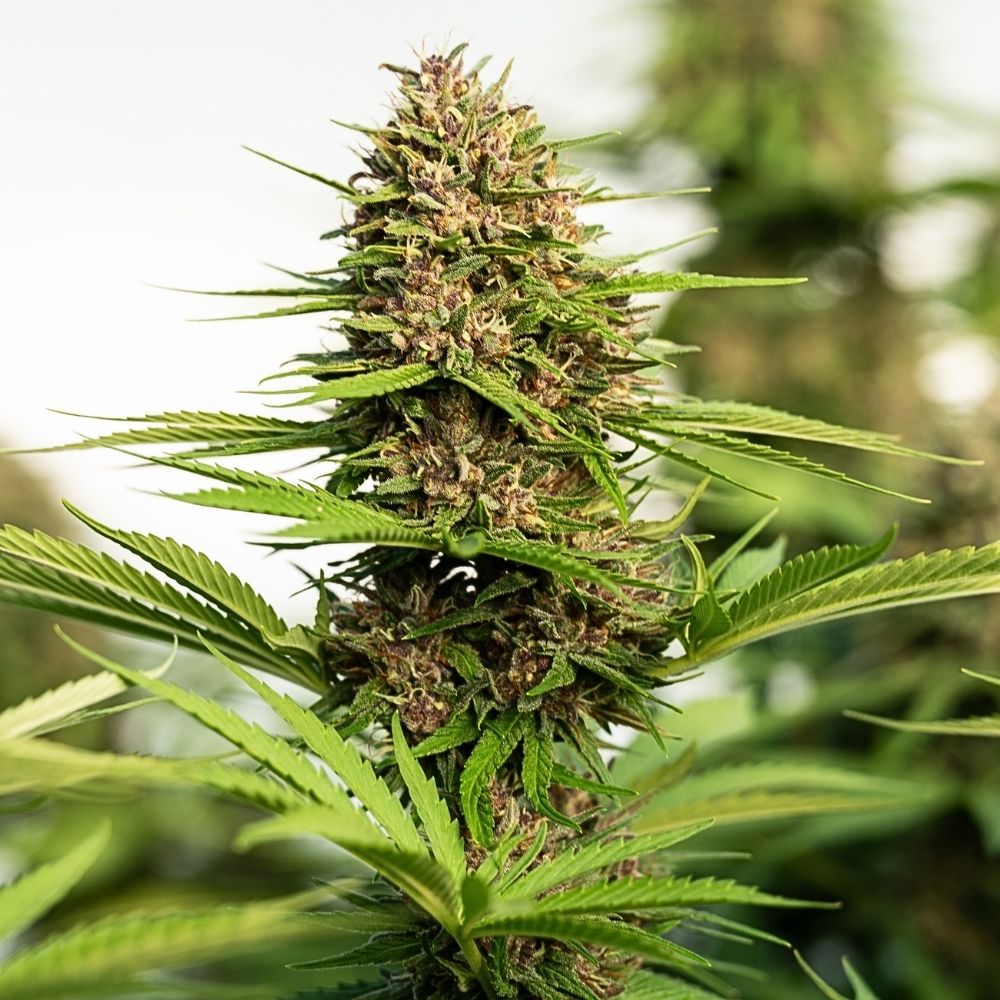 Skunk Works CBD Light Dep – Image 2