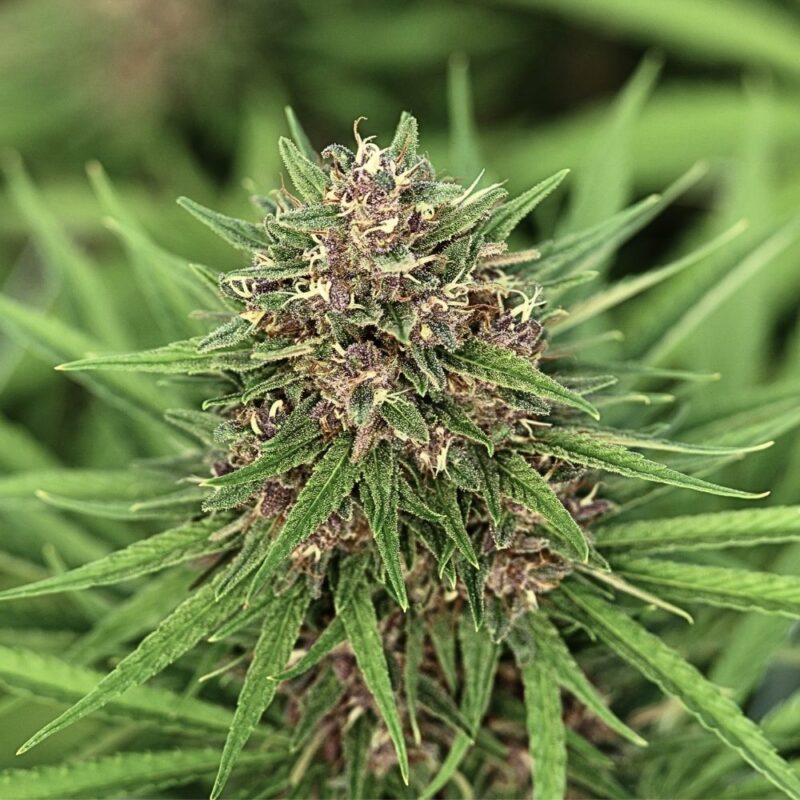 Skunk Works CBD Light Dep